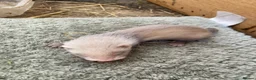 Ferret rodents for sale: 9 ferret kits - Advert 6