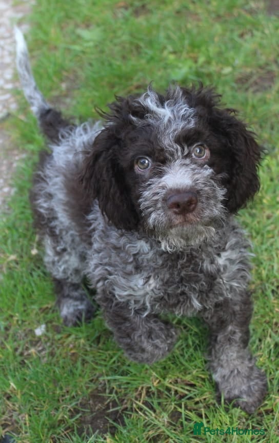 Lagotto Romagnolo dogs Kc lagotto romagnolo puppies - Advert 5