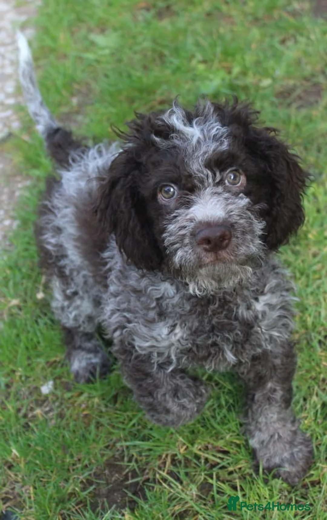Lagotto Romagnolo dogs for sale: Kc lagotto romagnolo puppies - Advert 1