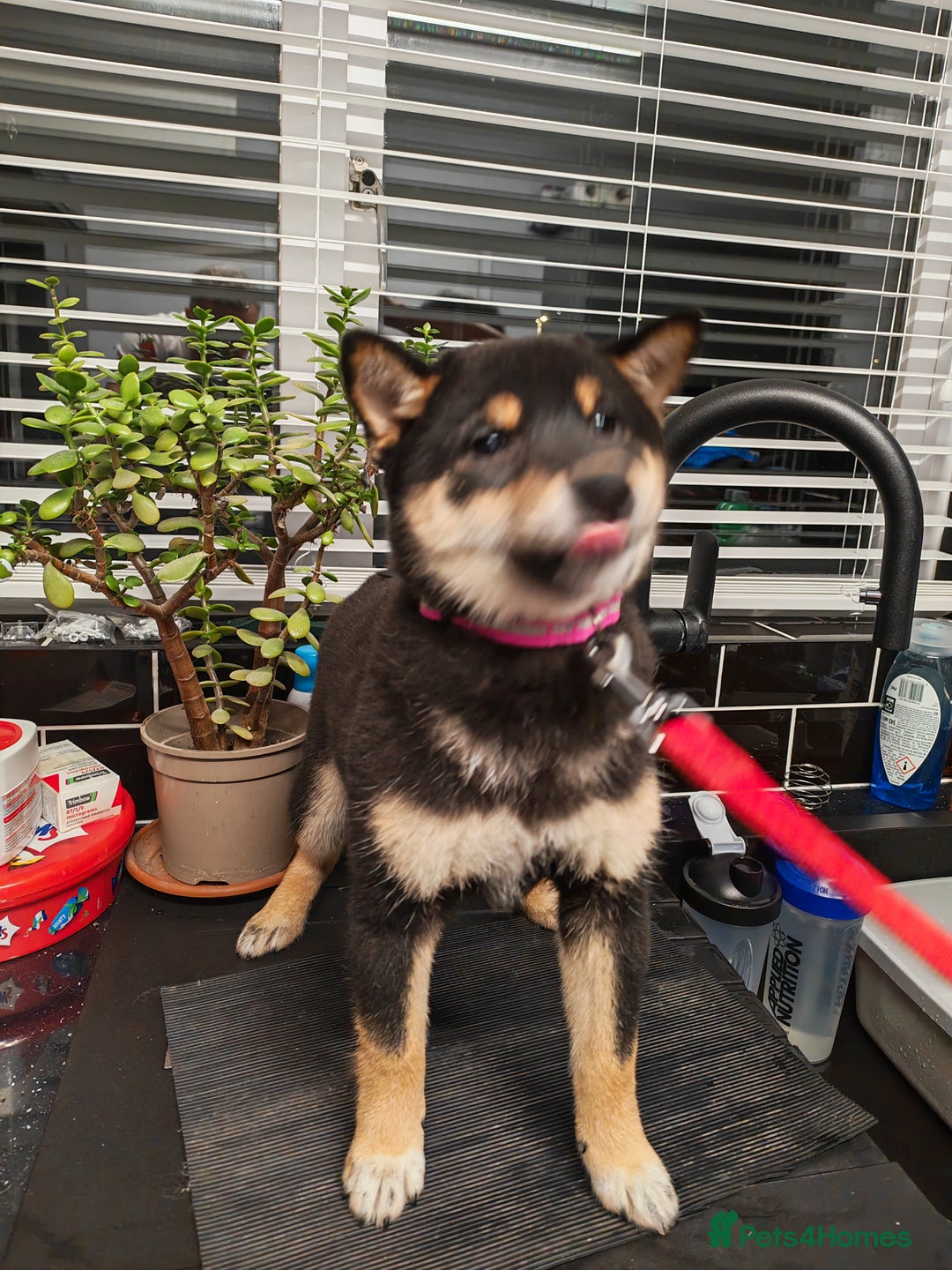 Japanese Shiba Inu dogs for sale: KC reg Japanese shiba inu puppies  - Advert 11