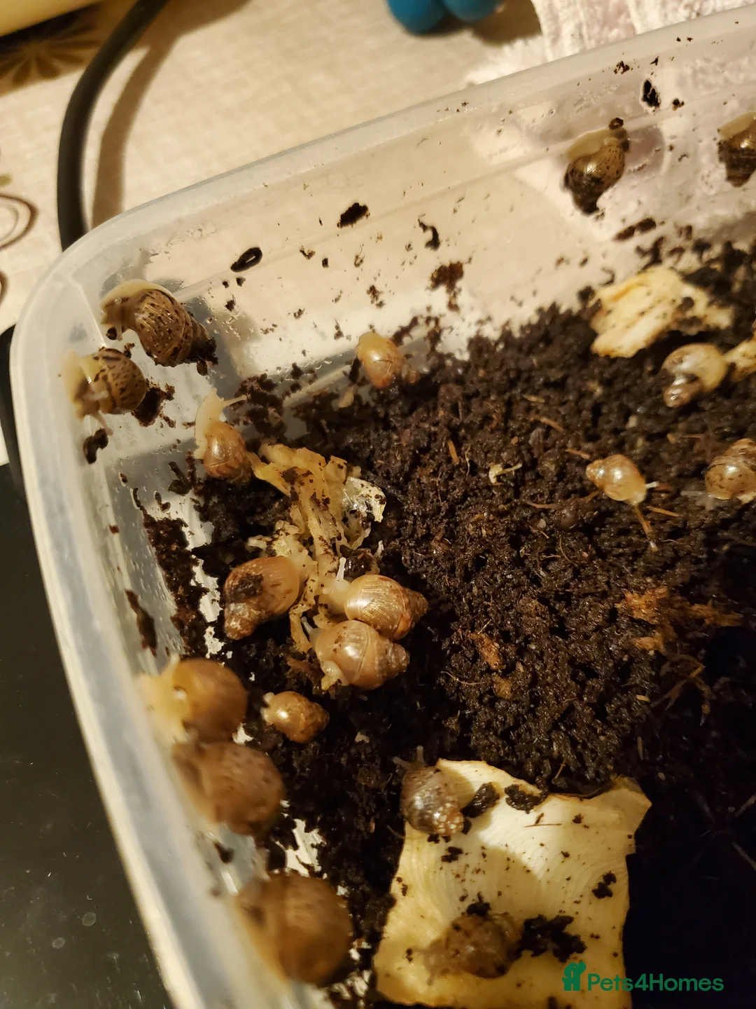 Snails invertebrates for sale: Giant African Land Snail babies (2 weeks old) - Advert 7