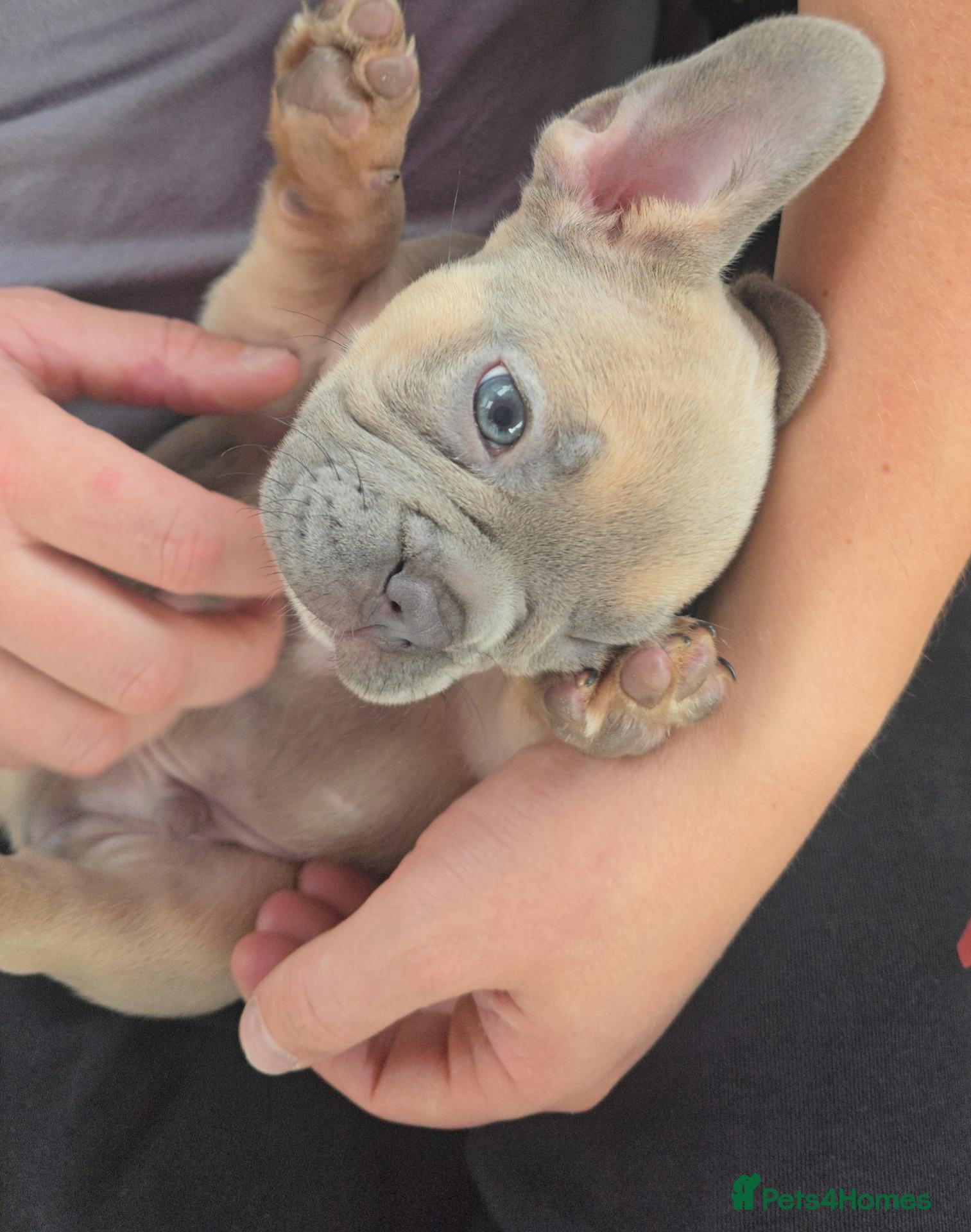 French Bulldog dogs 💙🐶French Bulldog Puppies💙🐶 - Advert 1