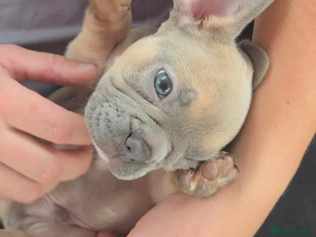 French Bulldog dogs for sale: 💙🐶French Bulldog Puppies💙🐶 - Advert 1