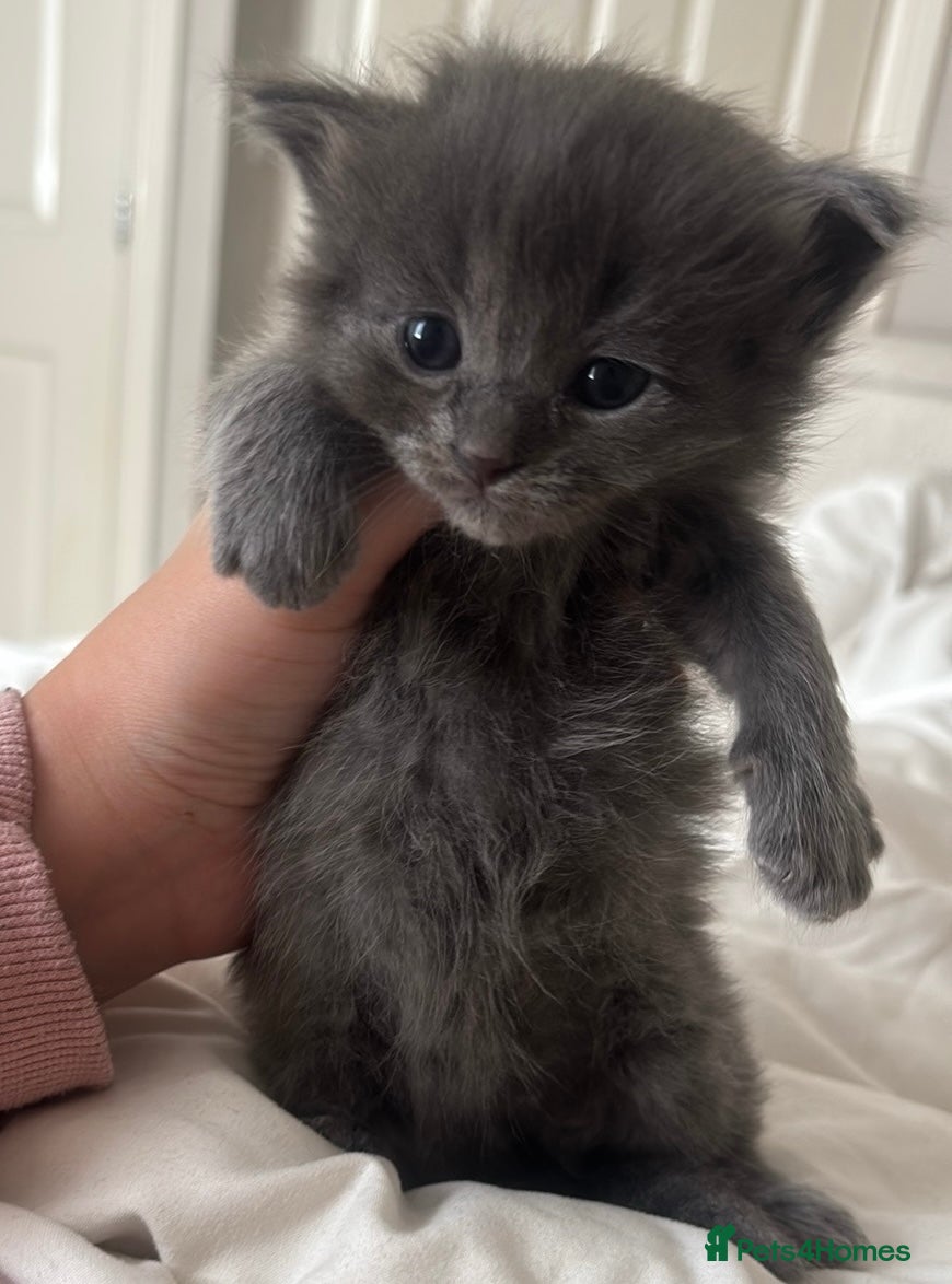 Ragdoll cats for sale: Ragdoll cross kittens for sale  - Advert 7