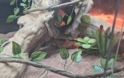 Bearded Dragon reptiles for sale: 4 Year Old Female Bearded Dragon and full setup - Image 4