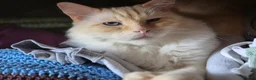 Ragdoll cats for sale: Ragdoll looking for a forever home - Advert 3