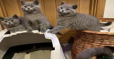British Shorthair cats - Advert 4