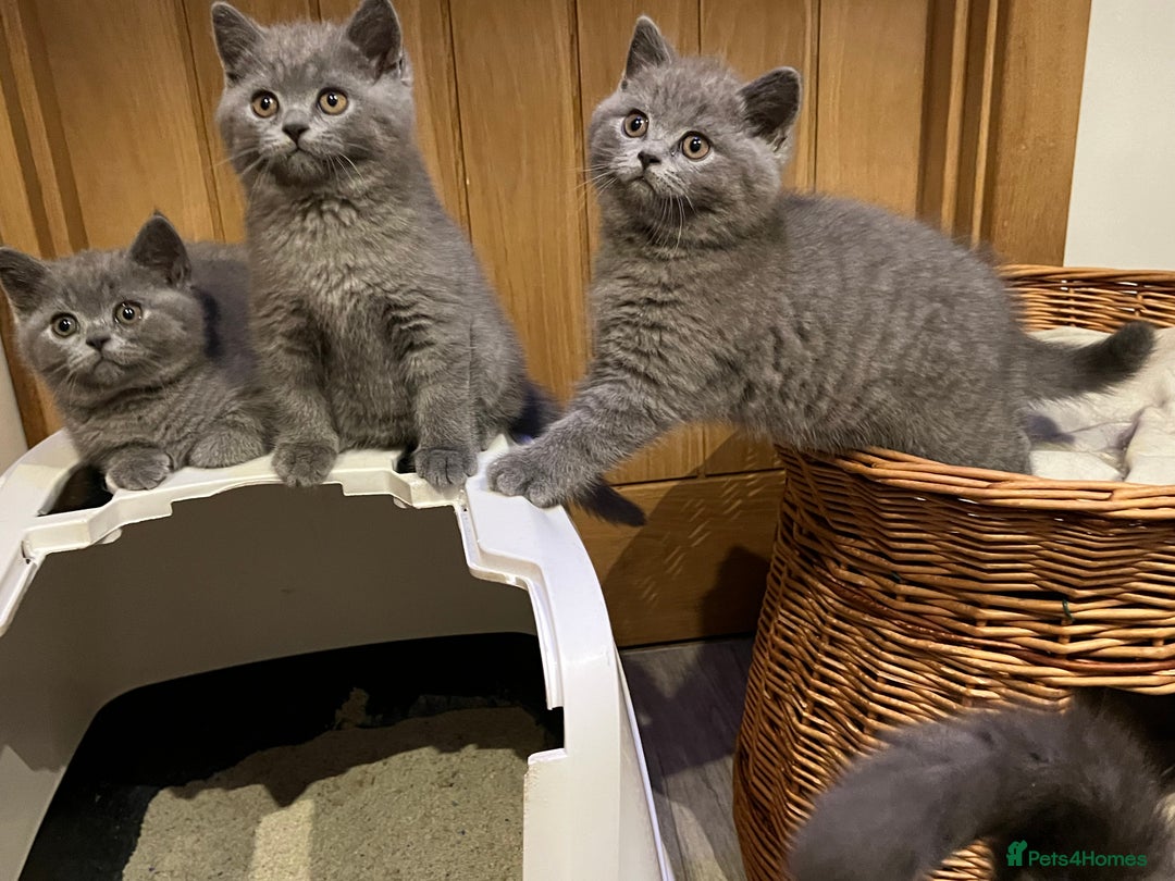 British Shorthair cats for sale: British Blue ready to Steal Your Heart!  - Image 3