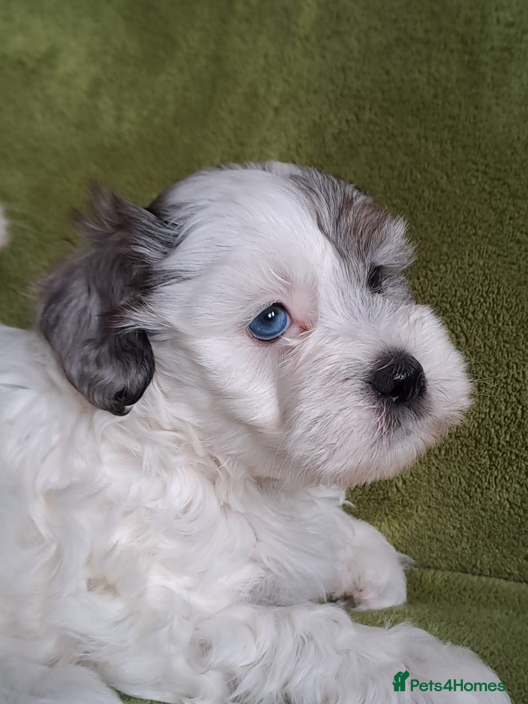 Lhasapoo dogs for sale: Lhasa Apso x Toy Poodle pups. Ready 11.09.25 - Image 17