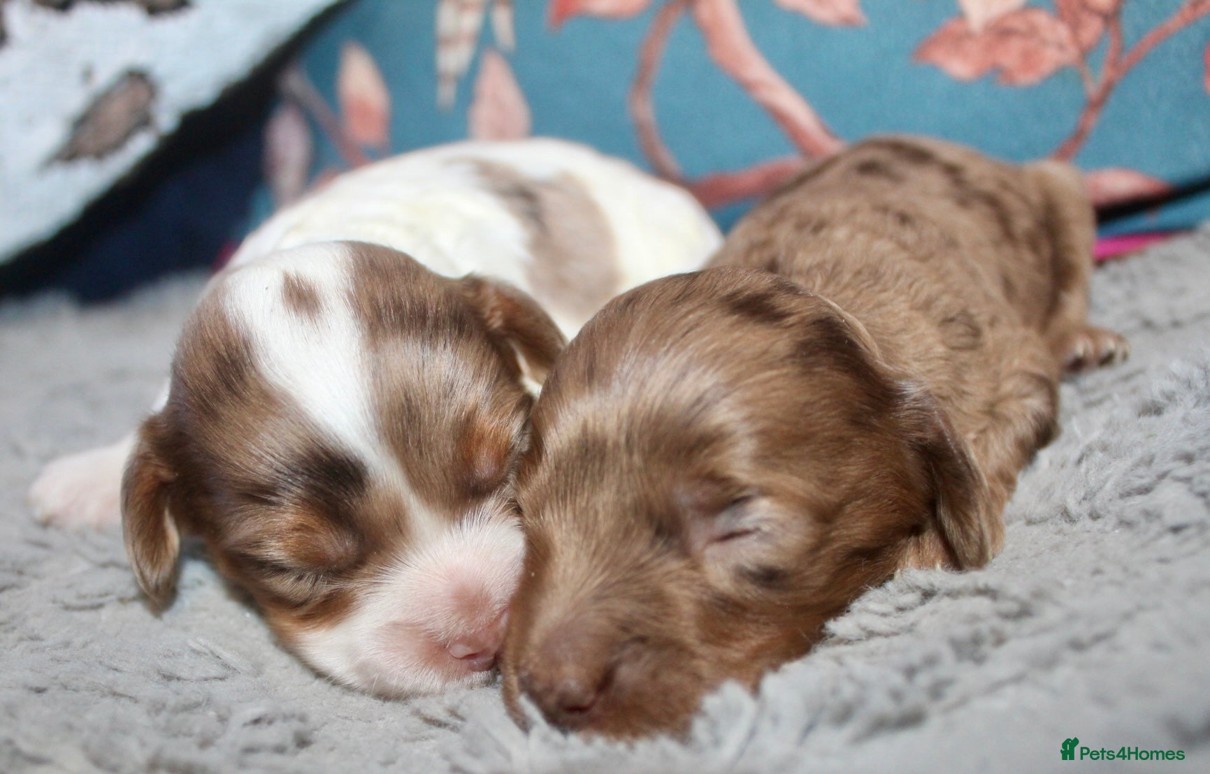 Cockapoo dogs Exceptional health tested American Cockapoos - Advert 6