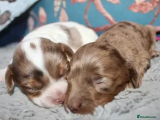 Cockapoo dogs Exceptional health tested American Cockapoos - Advert 16