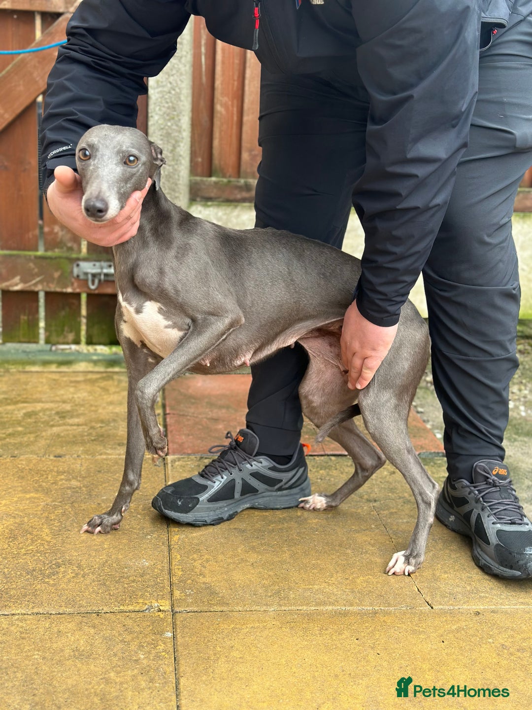 Whippet dogs for sale: 3 and a half year old female whippet - Advert 2