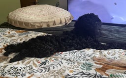 Labradoodle dogs for sale: Price reduced ready now Toy mini labradoodle f2bb  - Image 22