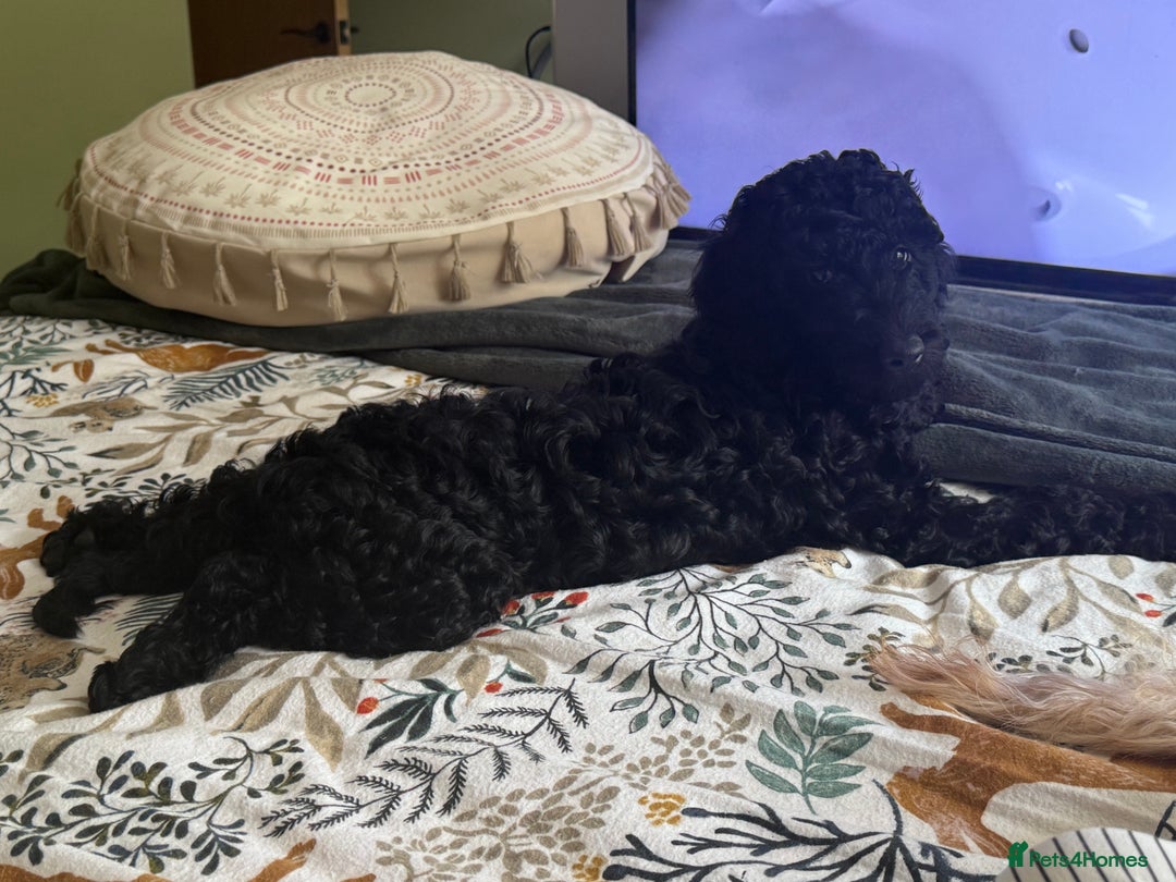 Labradoodle dogs for sale: Price reduced ready now Toy mini labradoodle f2bb  - Image 22