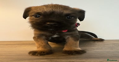 Border Terrier dogs - Advert 2