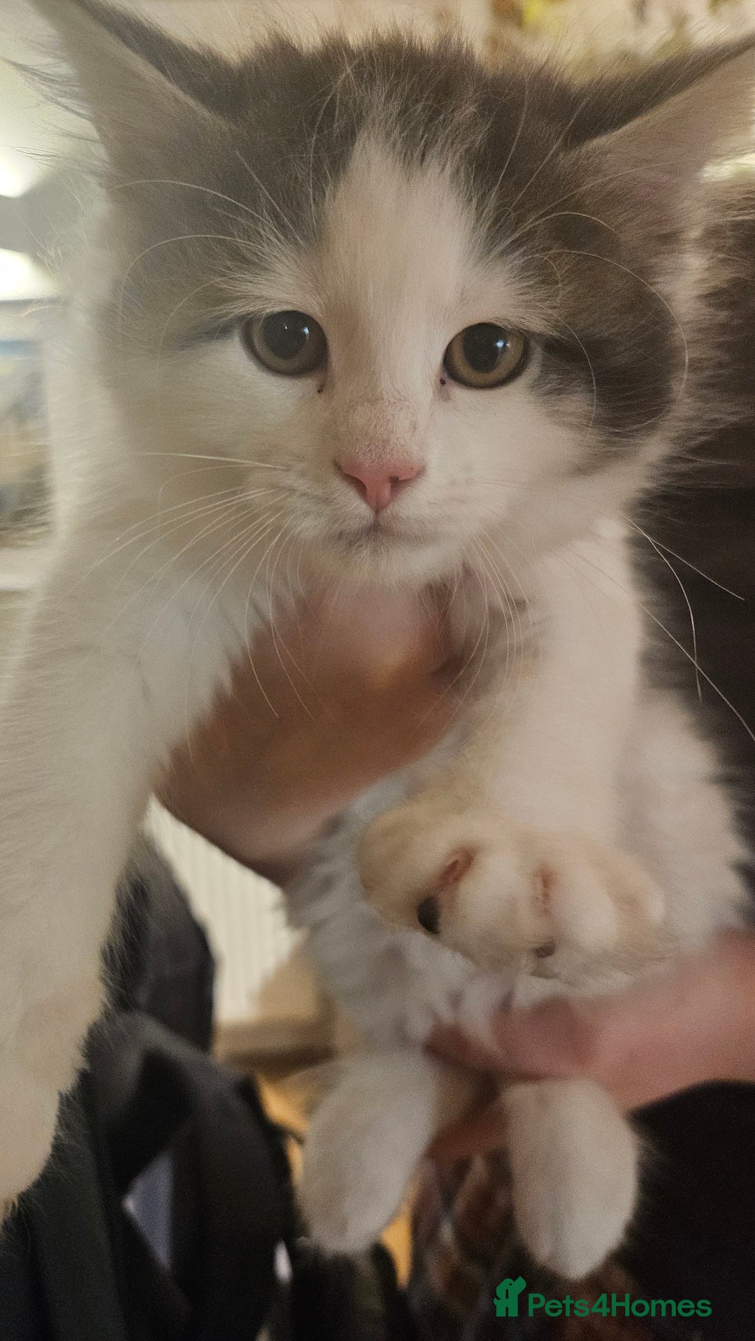 Maine Coon cats for sale: Beautiful Female Mixed Maine Coon kittens - Advert 14