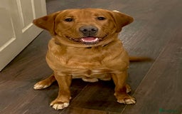Labrador Retriever dogs for sale: Sykehead are expecting Fox Red lab pups  - Image 26
