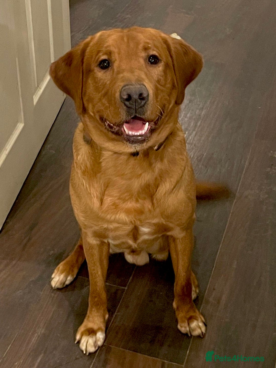 Labrador Retriever dogs for sale: Sykehead are expecting Fox Red lab pups  - Image 26