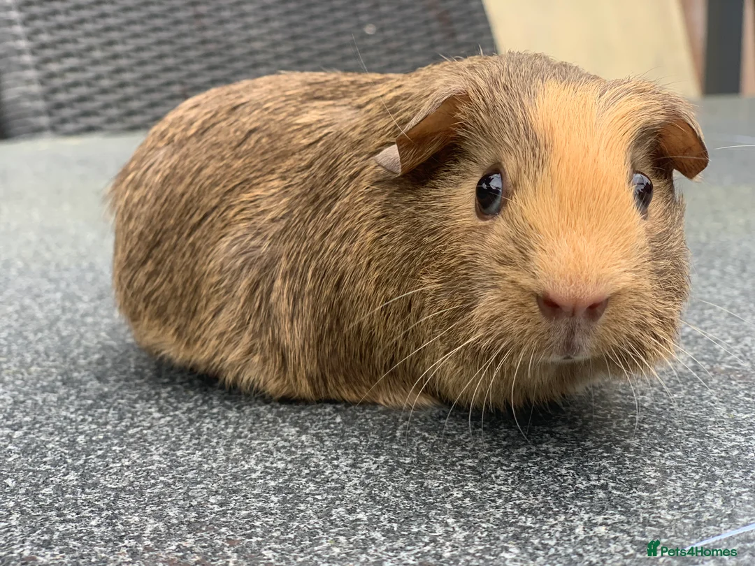 Guinea Pig rodents for sale: Bugsey is the last one left!  - Advert 4