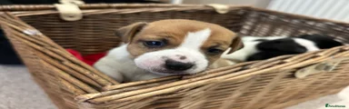 Jack Russell Puppy 1
