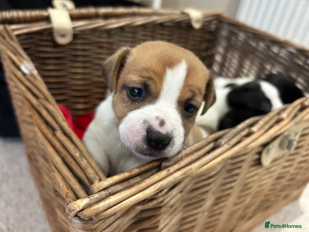 Jack Russell dogs for sale: Jack Russell puppies  - Advert 5