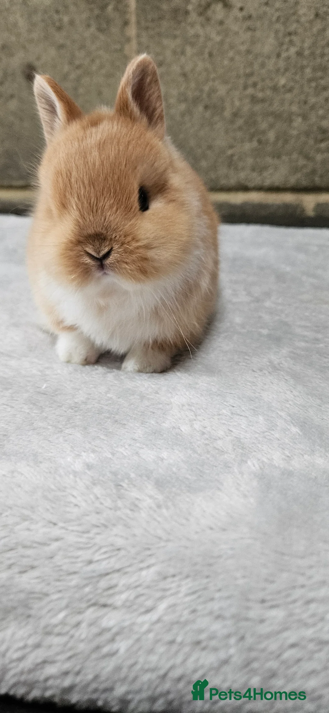 Netherland Dwarf rabbits for sale: Netherland Dwarf Orange Bucks 🍊 🐰 - Advert 4