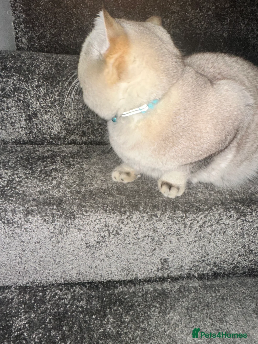 Scottish Fold cats for stud: Lovely Scottish fold( straight )boy ❤️ - Advert 12