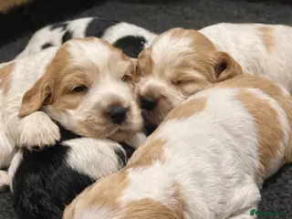 Cocker Spaniel dogs Show Cocker Spaniel Puppies 🐾 - Advert 15