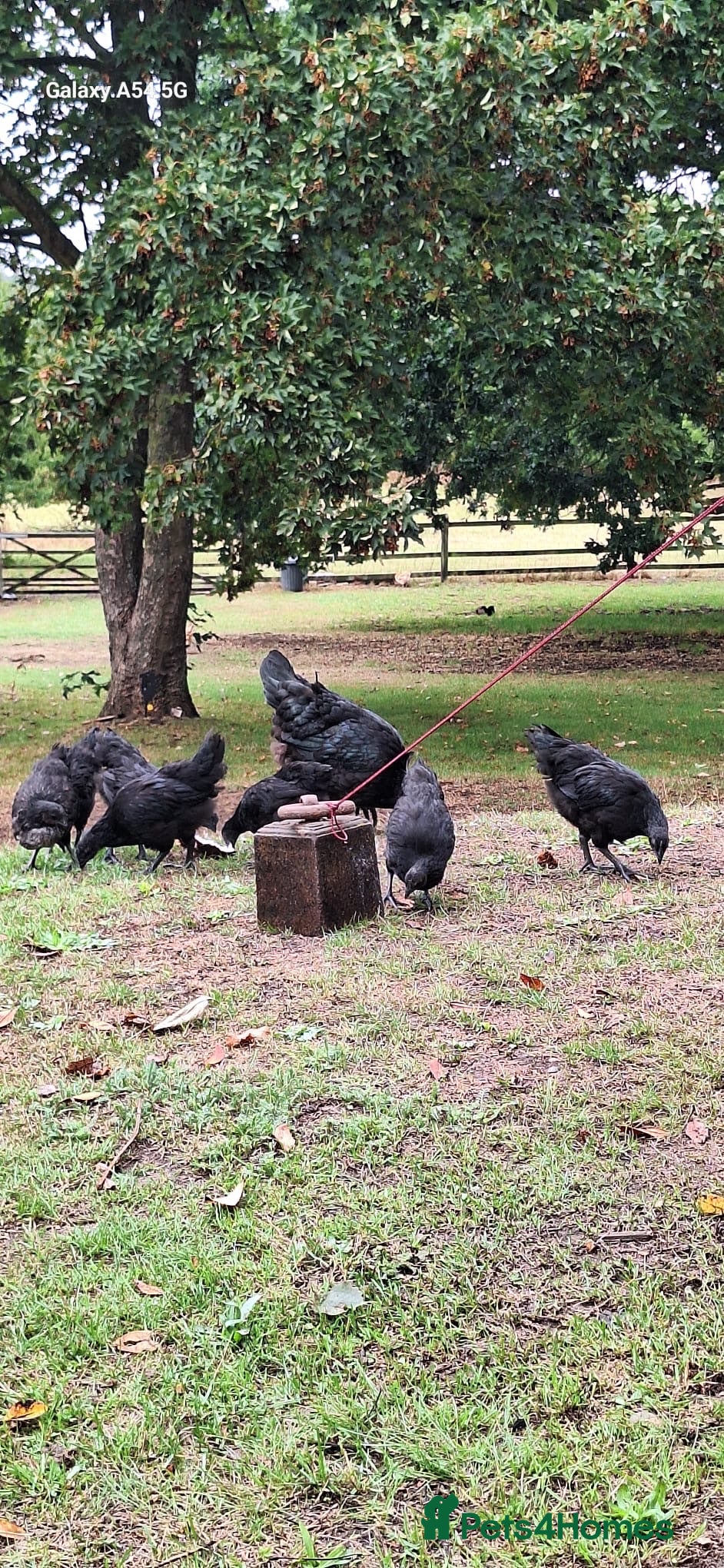Chickens poultry Pure Ayam Cemani chicks  - Advert 1