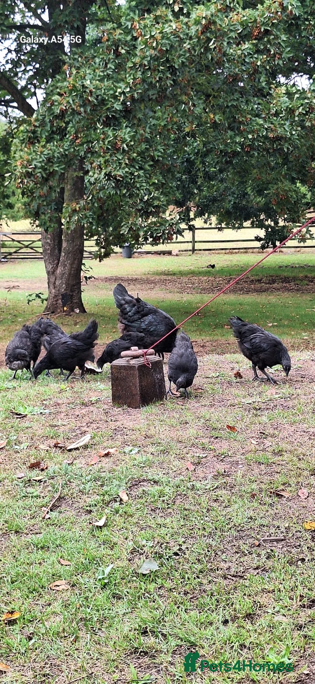 Chickens poultry for sale: Pure Ayam Cemani chicks  - Advert 1