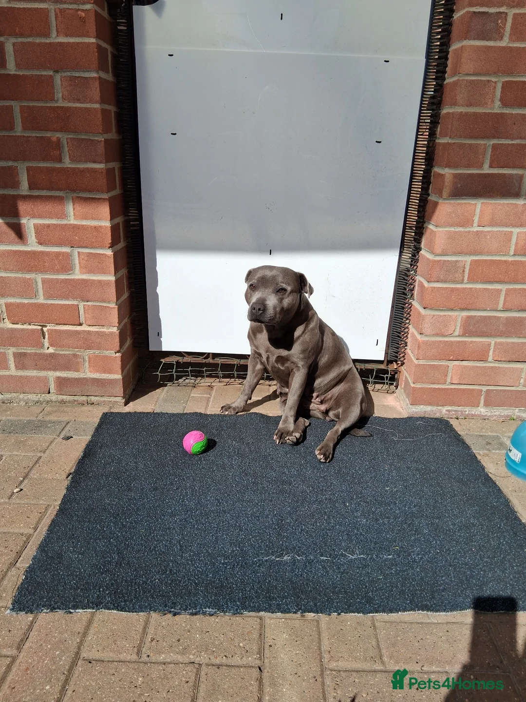 Staffordshire Bull Terrier dogs for sale: Blue Staffordshire Bull Terrier  - Advert 2