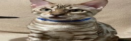 Bengal cats for sale:  Beautiful Bengals able to leave. - Advert 38