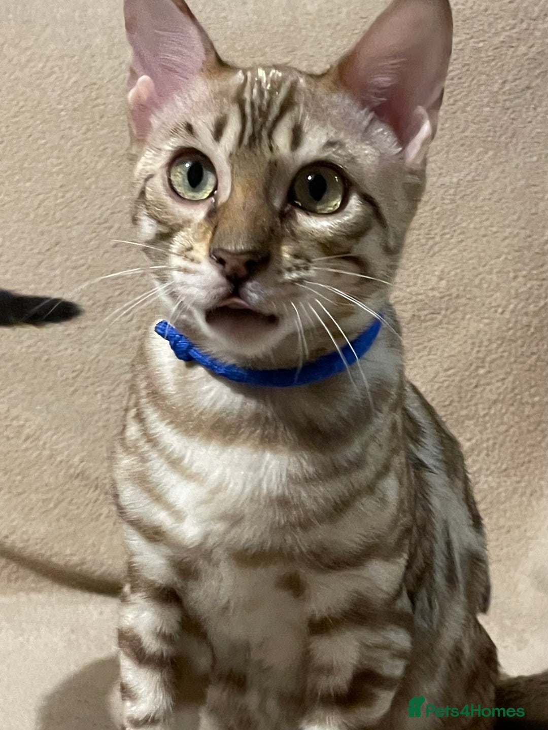 Bengal cats for sale:  Beautiful Bengal ready to reserve - Image 39