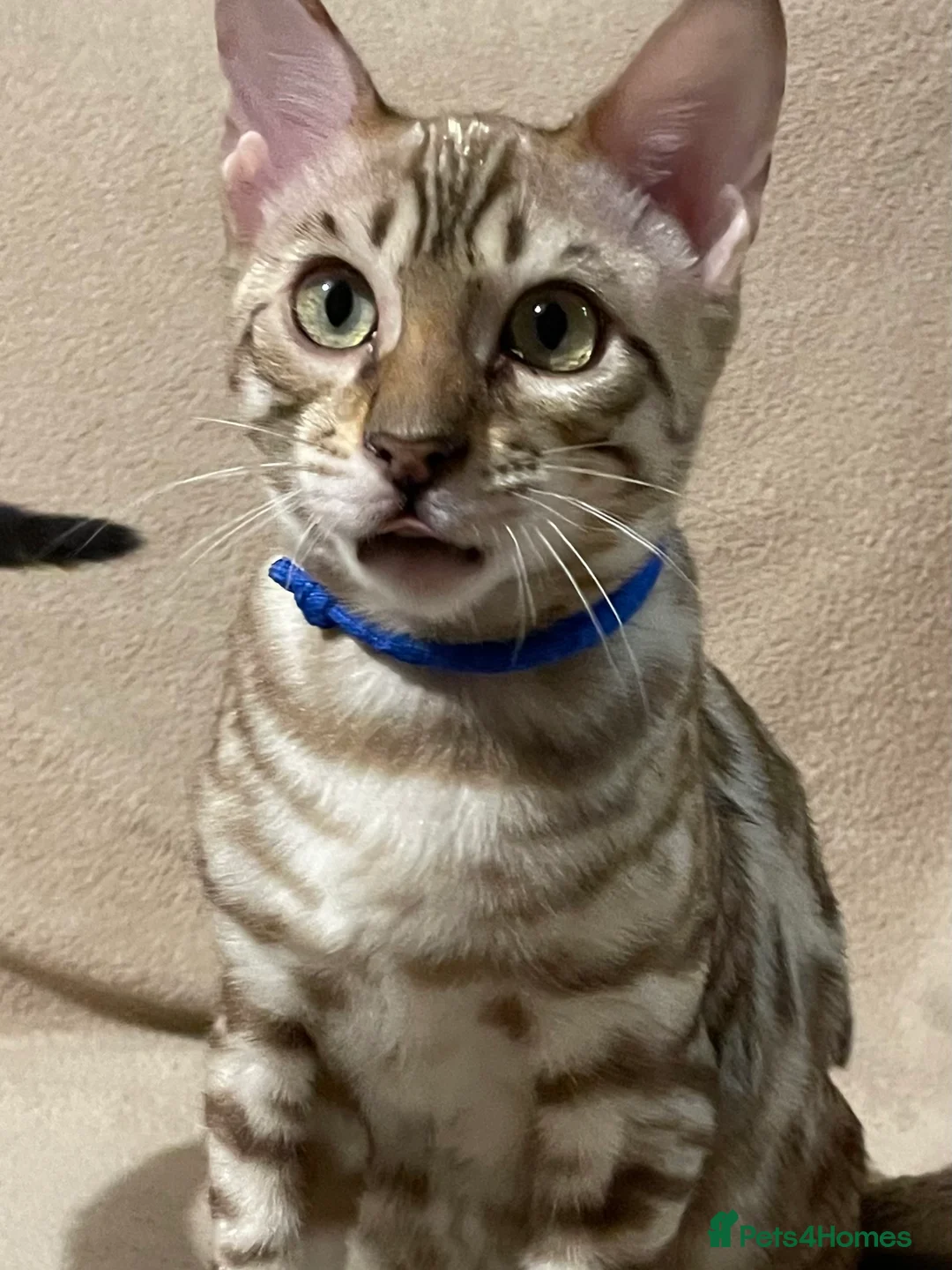 Bengal cats for sale:  Beautiful Bengals able to leave. - Advert 38