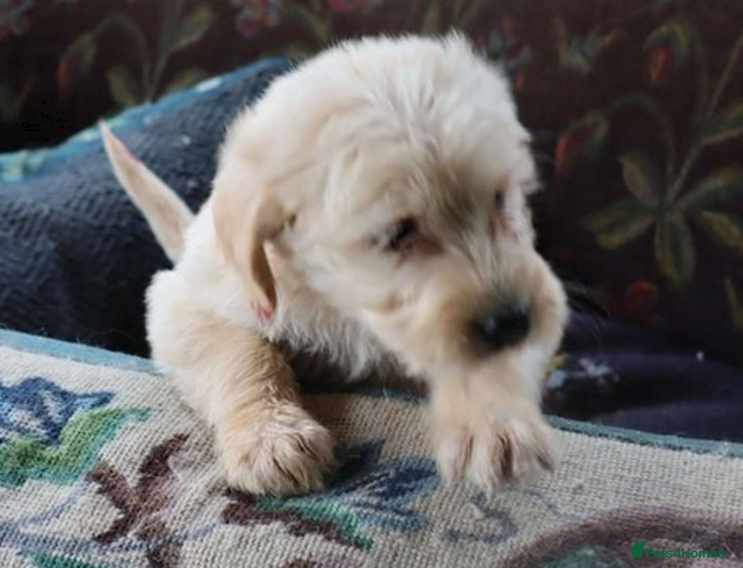 Labradoodle dogs for sale: Lovely Labradoodle Puppies Licenced Breeder - Image 8
