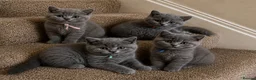 British Shorthair cats for sale: Blue British Shorthair kittens  - Advert 14