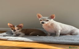 Chihuahua dogs for sale: Our beautiful Chihuahua puppies  - Image 5