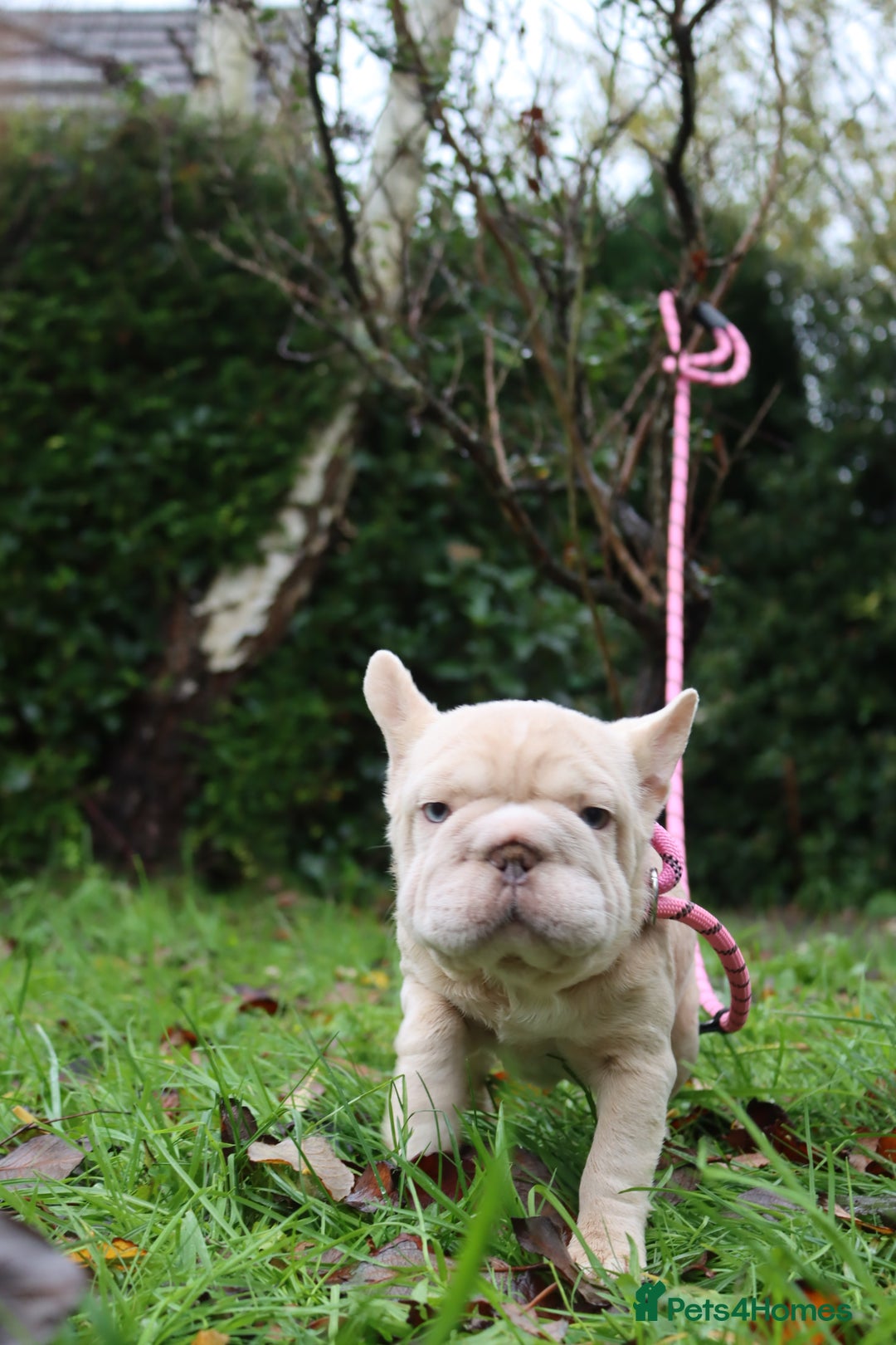 French Bulldog dogs for sale: Panda husky puppy’s  - Advert 15