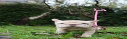 French Bulldog dogs for sale: Panda husky puppy’s  - Advert 15