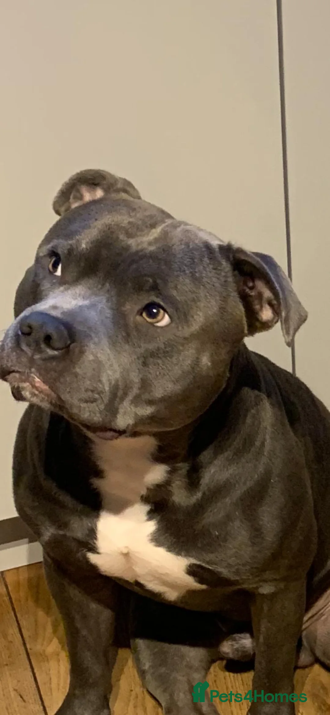 Staffordshire Bull Terrier dogs for stud: STAFFY STUD - Advert 3