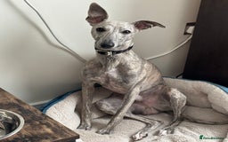 Whippet dogs for stud: Blue Brindle Whippet Leo - Image 8