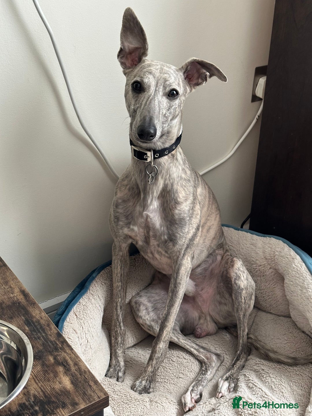 Whippet dogs for stud: Blue Brindle Whippet Leo - Image 8