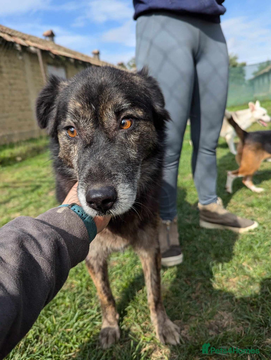 Mixed Breed dogs for adoption: 🎀Freya🎀 needs her forever home!  - Image 1