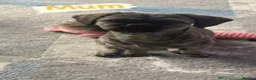 Mixed Breed dogs for sale: Shih Tzu x Maltese puppies  - Advert 13