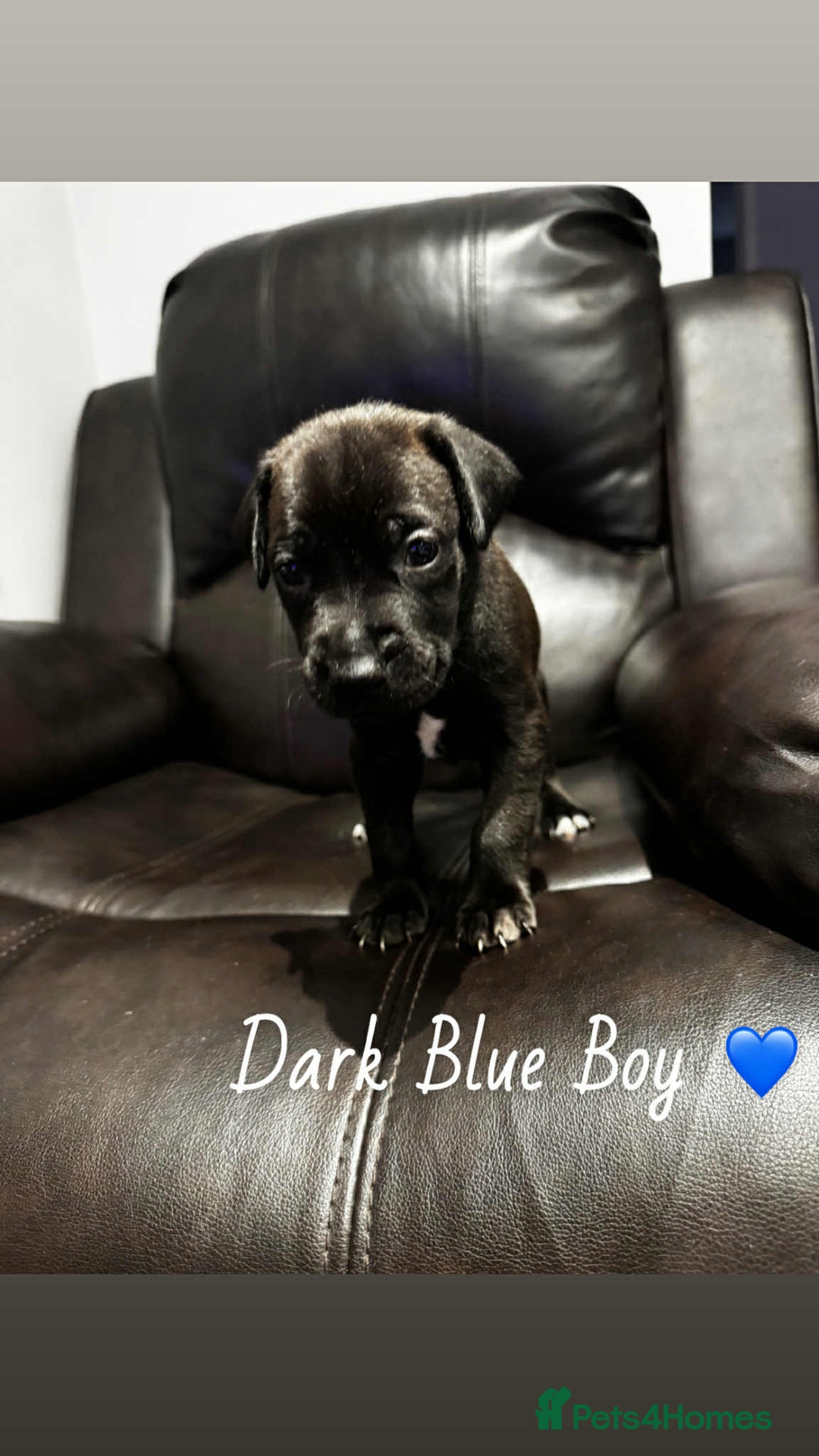 Mixed Breed dogs for sale: Doberman X XL Bully  - Image 28