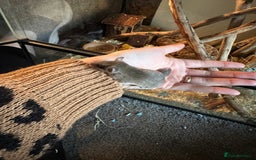 Mouse rodents for sale: African Pygmy dormice  - Advert 5