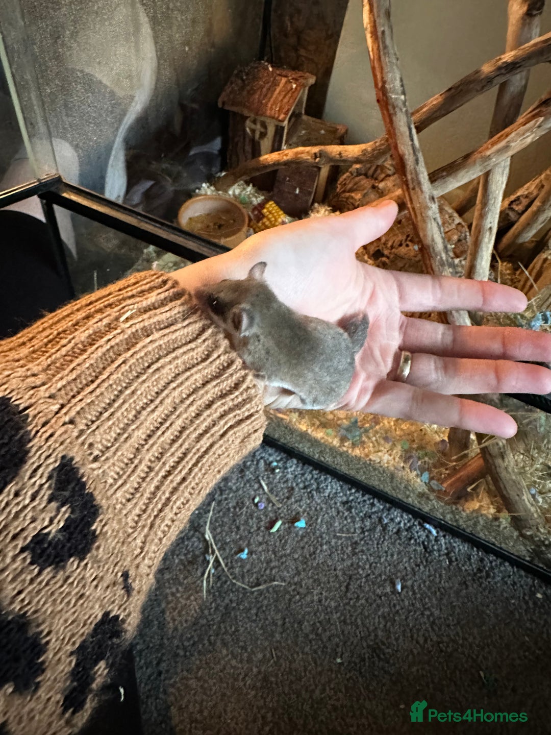 Mouse rodents for sale: African Pygmy dormice  - Advert 5