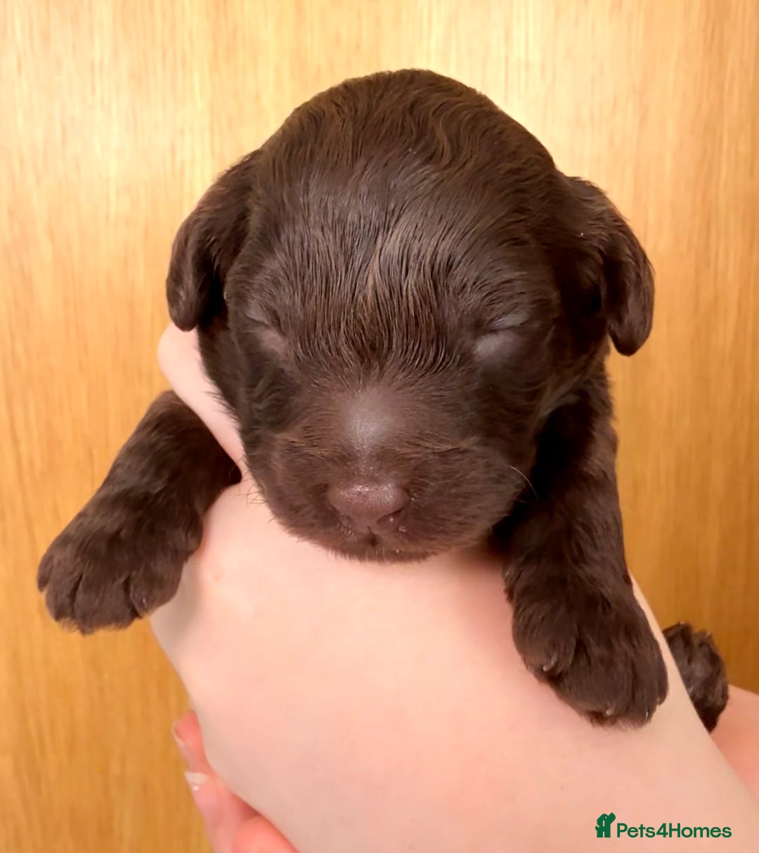 Cockapoo dogs for sale: 🐾 Beautiful F1B Cockapoos –Health Tested Parents  - Image 29