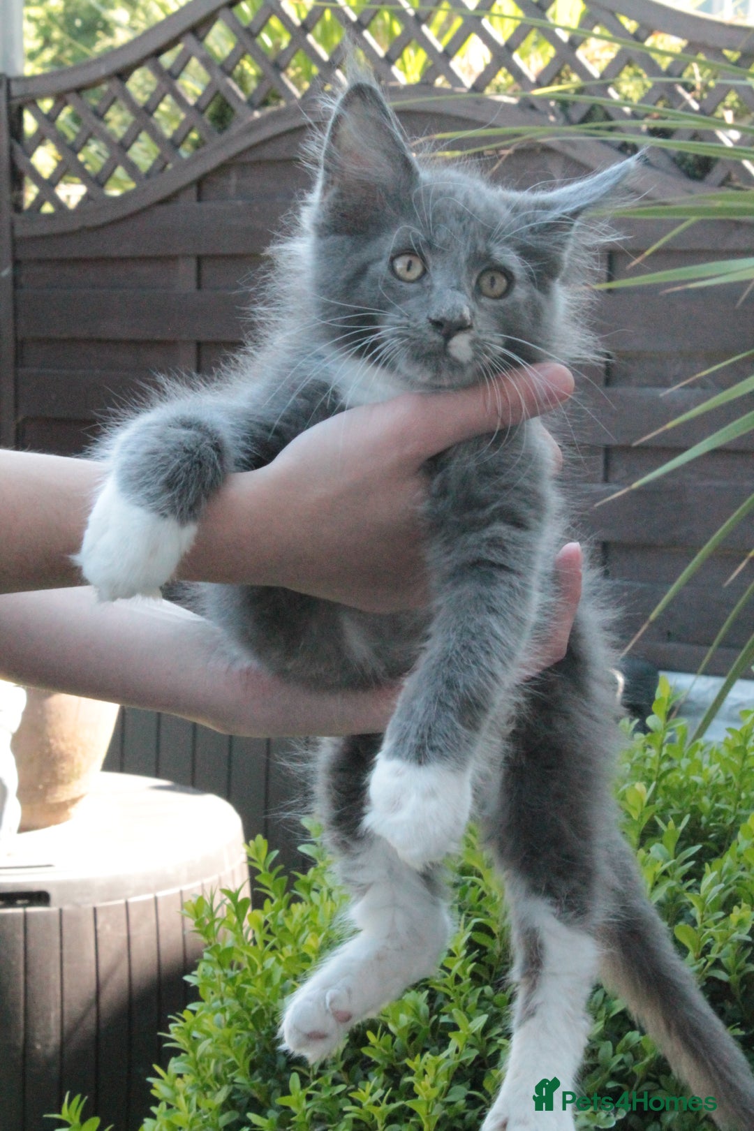 Maine Coon cats for sale: Boy 2 - Rain  - TICA Pedigree Kittens - Imported Parents - Image 7