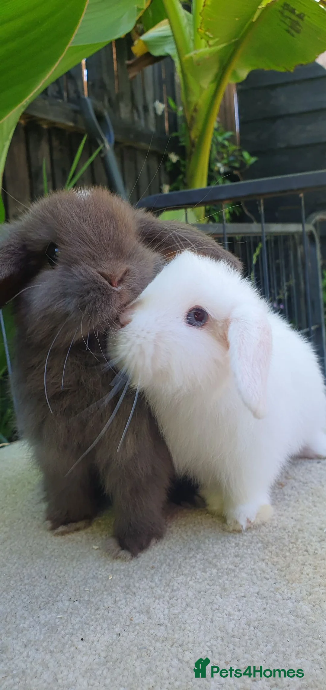 Mini Lop rabbits for sale: Baby minilops and lionlops now available  - Advert 2